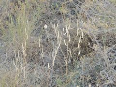 Diptychocarpus strictus