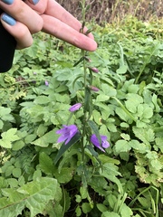 Campanula rapunculoides