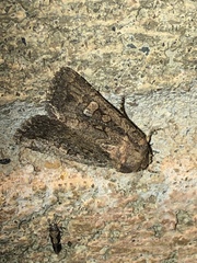 Protorthodes melanopis
