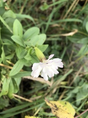 Saponaria officinalis