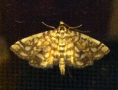 Lygropia rivulalis