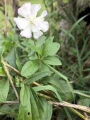 Saponaria officinalis