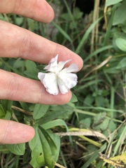 Saponaria officinalis