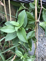 Saponaria officinalis