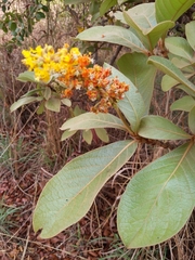Byrsonima verbascifolia