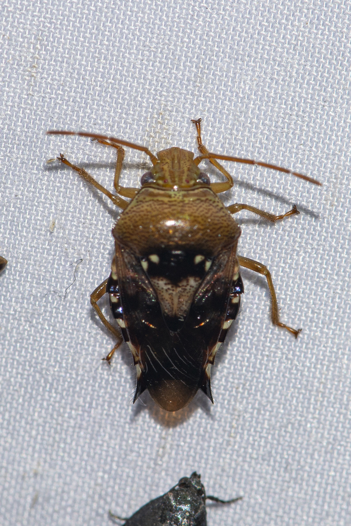 Microdeuterus
