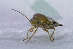 Microdeuterus megacephalus