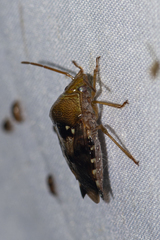 Microdeuterus megacephalus