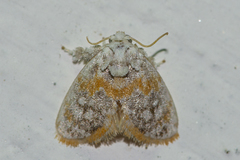 Niphopyralis