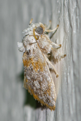 Niphopyralis