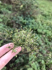 Aegopodium podagraria