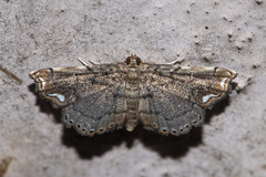 Neomusotima fuscolinealis