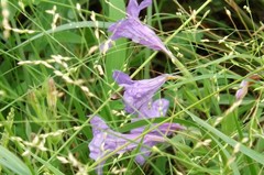 Ruellia strepens