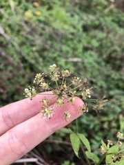 Aegopodium podagraria