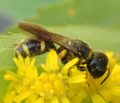 Ectemnius stirpicola