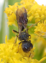 Ectemnius stirpicola