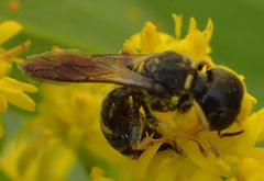 Ectemnius stirpicola