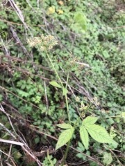 Aegopodium podagraria