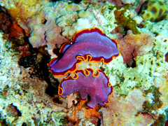 Pseudoceros ferrugineus