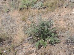 Echinops ritro ruthenicus