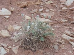 Echinops ritro ruthenicus
