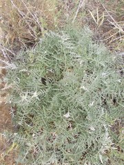 Echinops ritro ruthenicus