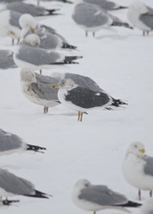 Larus fuscus