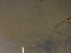 Moenkhausia intermedia