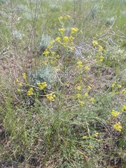 Prangos odontalgica