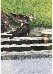 Cairina moschata domestica
