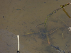 Moenkhausia intermedia