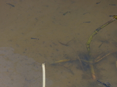 Moenkhausia intermedia