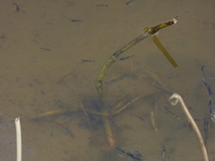 Moenkhausia intermedia