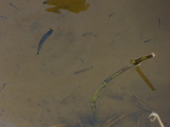 Moenkhausia intermedia