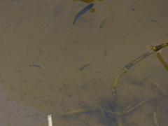 Moenkhausia intermedia