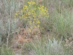 Prangos odontalgica