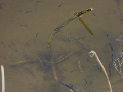 Moenkhausia intermedia