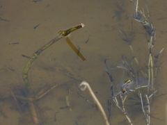 Moenkhausia intermedia