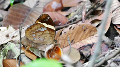 Xanthotaenia busiris