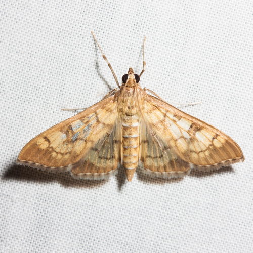 Brown-shaded Mimorista photo 2