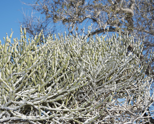 Euphorbia alluaudii