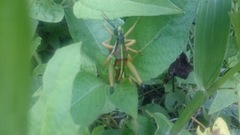 Sphenarium mexicanum