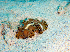 Pseudobiceros flowersi