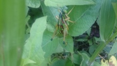 Sphenarium mexicanum