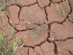 Eremopyrum orientale