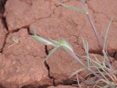 Eremopyrum orientale