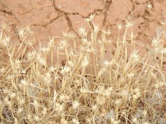 Eremopyrum orientale