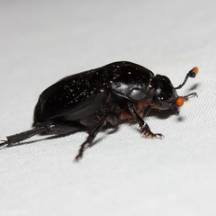 Nicrophorus nigrita