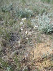 Erysimum leucanthemum