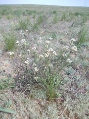 Erysimum leucanthemum